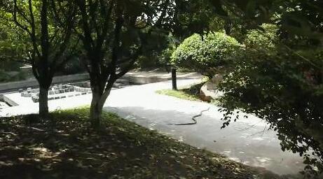 小区蛇影重重居民心慌 物业撒药难驱愿出钱求助